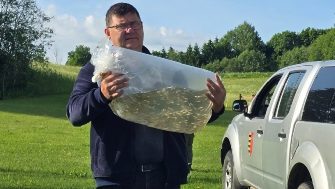 Vīrietis nes maisu ar zivju mazuļiem pie ezera krasta