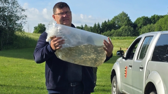 Vīrietis nes maisu ar zivju mazuļiem pie ezera krasta
