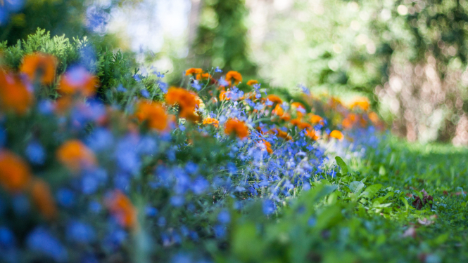 Krāsaina puķu dobe ar oranžiem un zilganiem ziediem