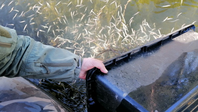 Zivju mazuļi tiek palaisti ezerā