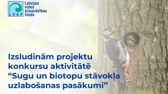 LVAF logo, projektu konkursa nosaukums. Fonā dzenis uz koka.