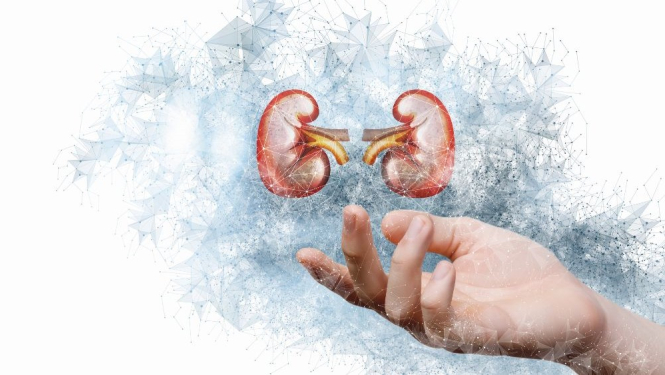 Roka ar atvērtu plaukstu, virs kuras gaisā ir digitāli uzzīmētas nieres