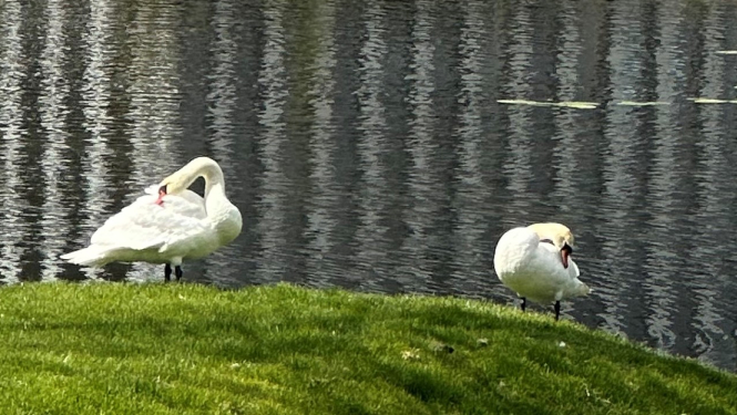 Divi gulbji stāv uz zāles pie ūdenstilpnes