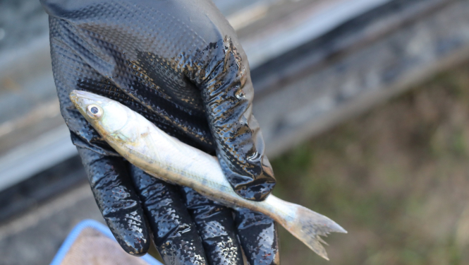 Tuvplāns ar cilvēka roku melnā cimdā, kas tur zandarta mazuli