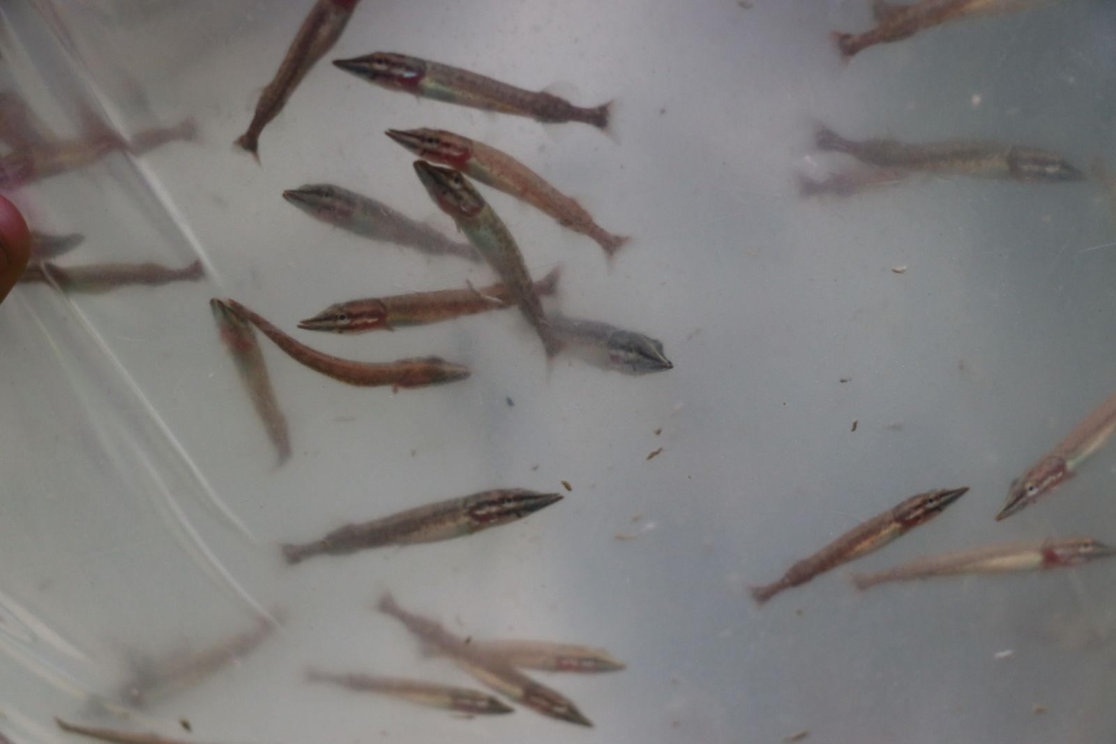 Tuvplāns ar mazām zivtiņām ūdenī plastmasas maisā