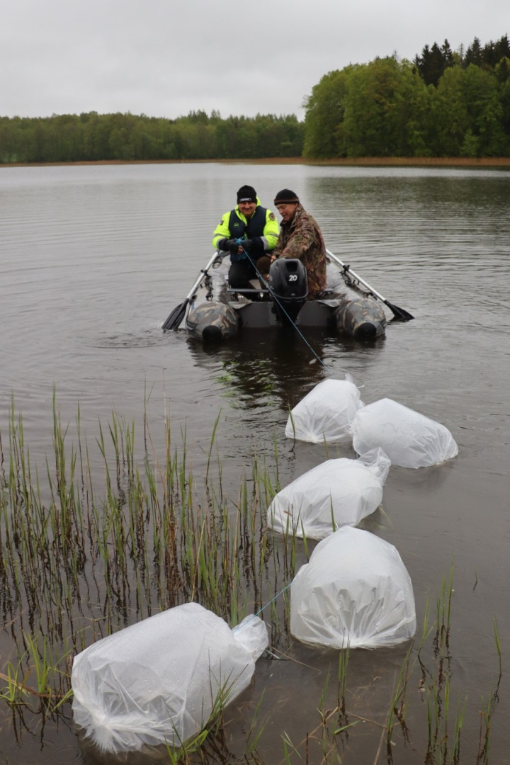 Divi cilvēki laivā velk aiz sevis ūdenī peldošus plastmasas maisus ar zivju mazuļiem