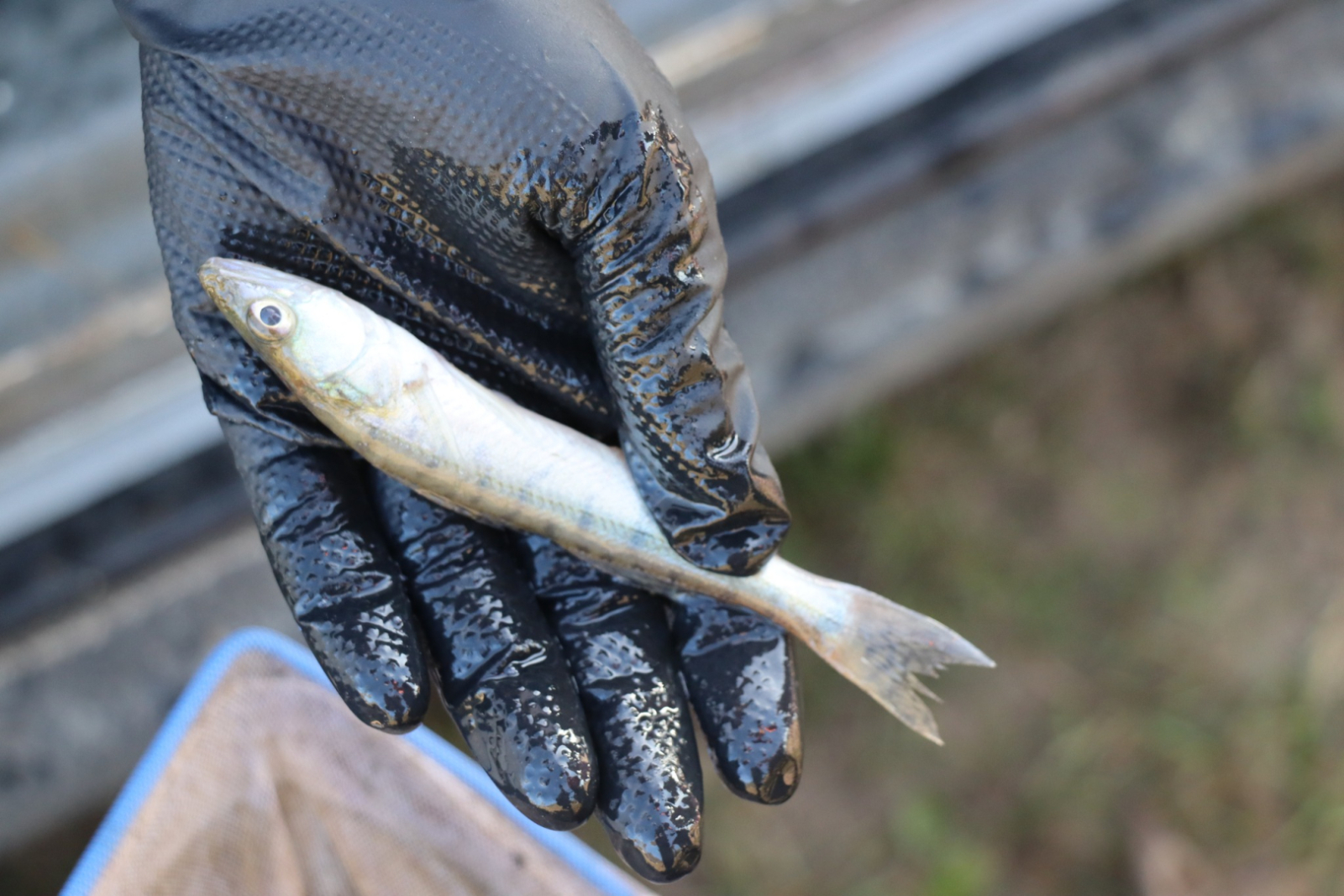 Tuvplāns ar cilvēka roku melnā cimdā, kas tur zandarta mazuli
