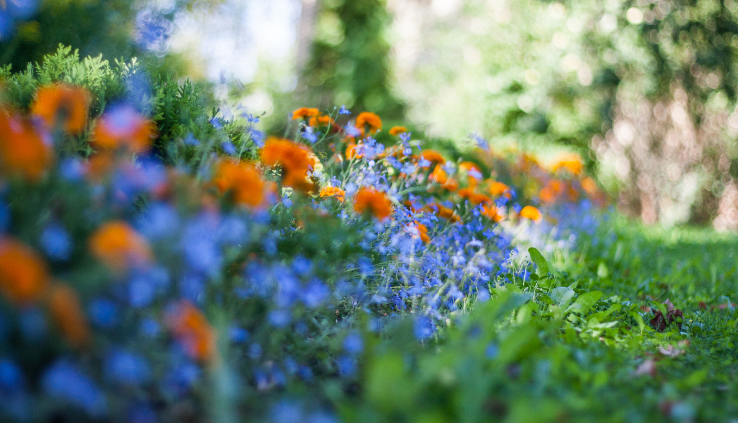 Krāsaina puķu dobe ar oranžiem un zilganiem ziediem