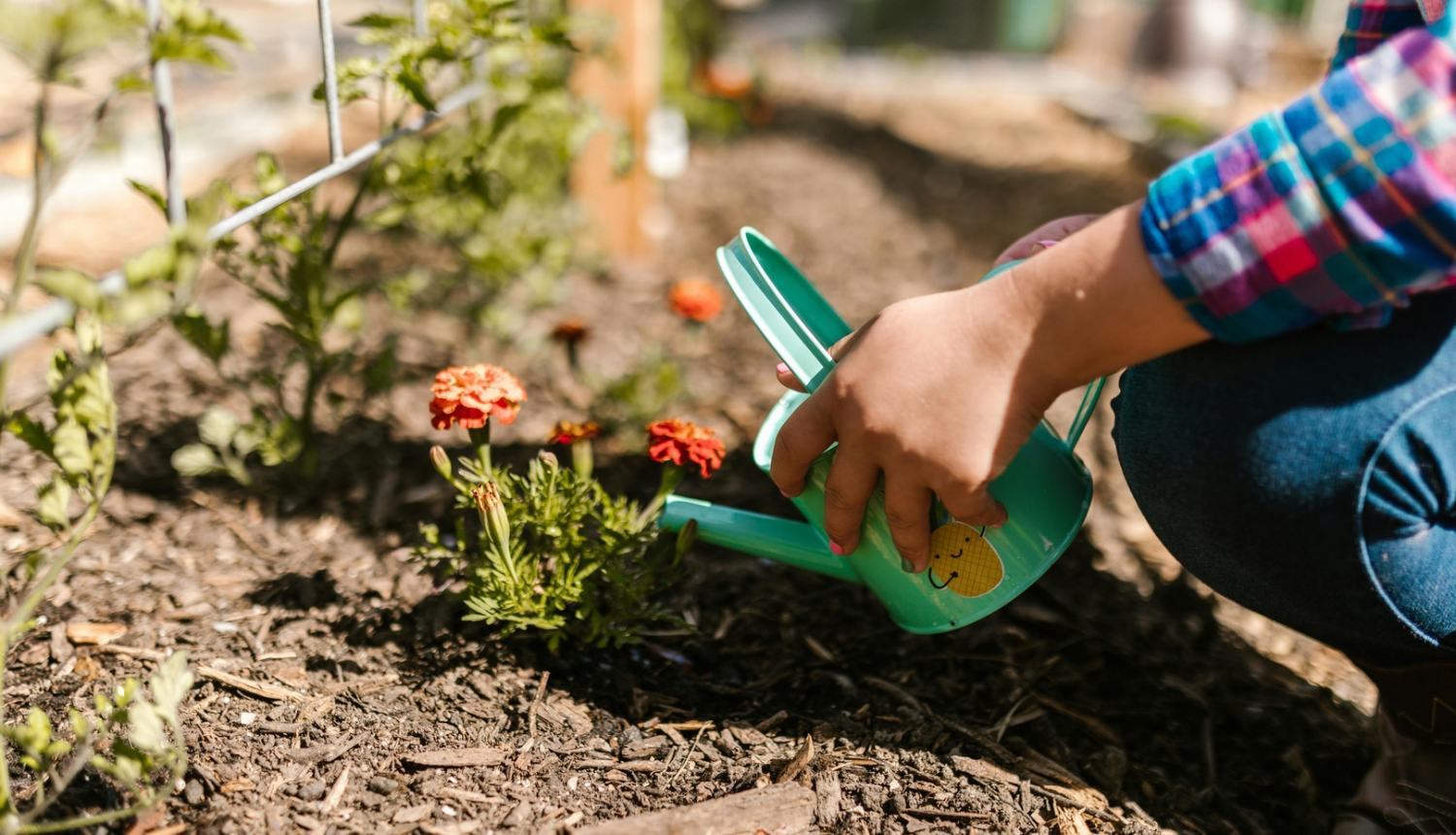 Cilvēks laista nelielus ziedus dārzā ar zaļu lejkannu